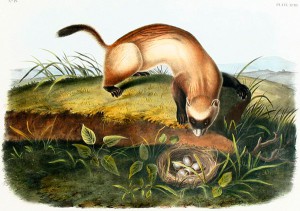 Audubon print, Black-Footed Ferret