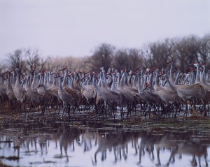 Michael Forsberg, Wet Meadow Sandhill Cranes, color photograph , c. 1998-1999