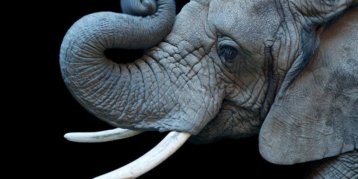 Joel Sartore, African elephant (Loxodonta africana), photograph