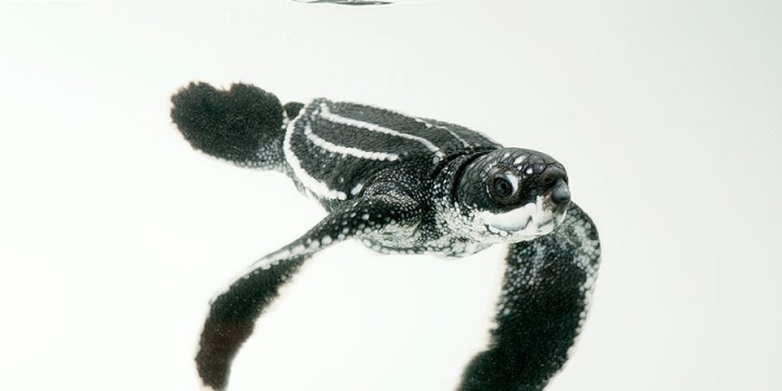 Joel Sartore, Half-day-old hatchlig leatherback turtle (Dermochelys coriacea), photograph
