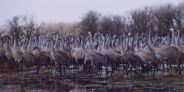 Cranes: Taking Flight