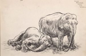 Grant Reynard, Circus Elephants, ink, n.d.
