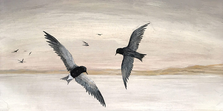 Cy Black, Untitled (gulls), tempera, 1931