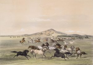 George Catlin, Catlin's North American Indian Portfolio, Wild Horses At Play, lithograph, c. 1844