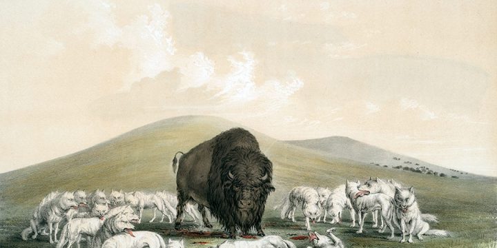George Catlin, Catlin's North American Indian Portfolio, Buffalo Hunt, White Wolves Attacking a Buffalo Bull, lithograph, c. 1844