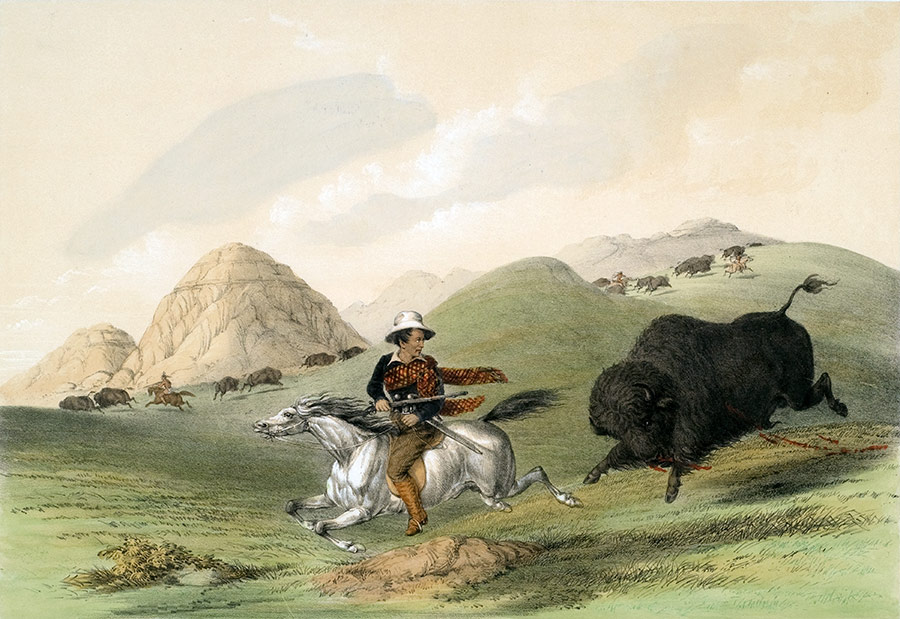 Buffalo Hunt, Chasing Back | MONA