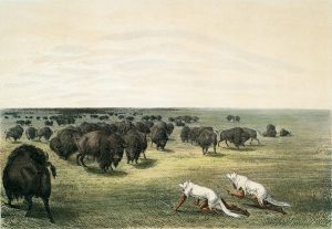 George Catlin, Catlin's North American Indian Portfolio, Buffalo Hunt, Under the White Wolf Skin, lithograph, c. 1844