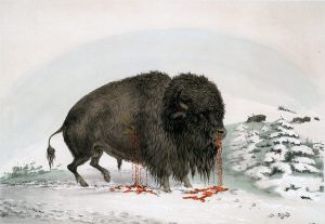 George Catlin, Catlin's North American Indian Portfolio, Wounded Buffalo Bull, lithograph, c. 1844
