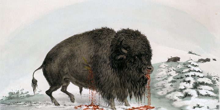 George Catlin, Catlin's North American Indian Portfolio, Wounded Buffalo Bull, lithograph, c. 1844