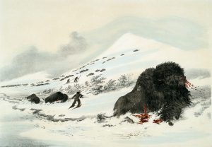 George Catlin, Catlin's North American Indian Portfolio, Dying Buffalo Bull In Snow Drift, lithograph, c. 1844
