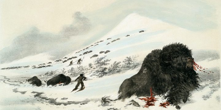 George Catlin, Catlin's North American Indian Portfolio, Dying Buffalo Bull In Snow Drift, lithograph, c. 1844