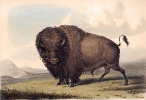George Catlin, Buffalo Bull, Grazing, lithograph, c. 1844