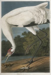 John James Audubon, Whooping Crane, handcolored lithograph - octavo size, c. 1839-1842