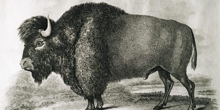 William Darton, Bos Bison, intaglio, 1821