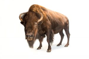 Joel Sartore, American Bison, 2014, Ink Jet Print, From the collection of Joel Sartore