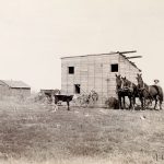 Solomon D. Butcher, Southwest Custer County, Nebraska 1892 (wood shed, three horse team, calf, cat), black & white photograph