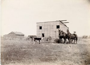 Solomon D. Butcher, Southwest Custer County, Nebraska 1892 (wood shed, three horse team, calf, cat), black & white photograph