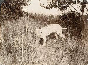 Solomon D. Butcher, Wild cat near Kearney, Nebraska 1903, black & white photograph