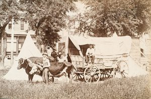 Solomon D. Butcher, Ezra Meeker with his oxen and wagons in Kearney, Nebraska c. 1906, black & white photograph