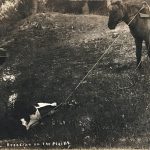 Solomon D. Butcher, Branding on the Plains, postcard with original black & white photograph, c. 1908
