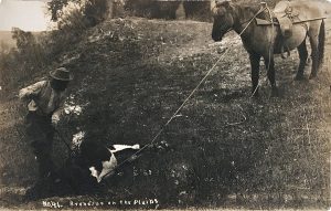 Solomon D. Butcher, Branding on the Plains, postcard with original black & white photograph, c. 1908