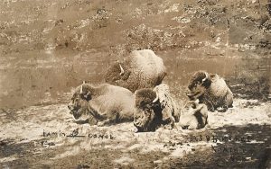 Solomon D. Butcher, Untitled (group of buffalo), postcard with original black & white photograph, c. 1908