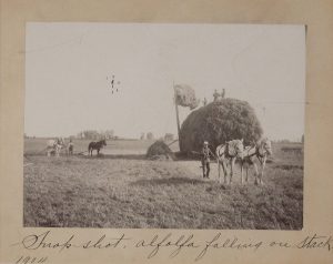 Solomon D. Butcher, C. B. Reynolds, alfalfa scene on the Watson Ranch, Buffalo County, Nebraska 1904, black & white photograph, 1904