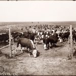 Solomon D. Butcher, Cattle on the Mack Downey ranch near Georgetown, Custer County, Nebraska 1903, black & white photograph (from glass plate negative in the Nebraska State Historical Society Collection), c. 1982-1984