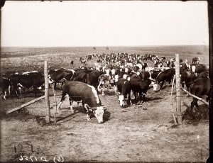 Solomon D. Butcher, Cattle on the Mack Downey ranch near Georgetown, Custer County, Nebraska 1903, black & white photograph (from glass plate negative in the Nebraska State Historical Society Collection), c. 1982-1984