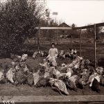 Solomon D. Butcher, Mrs. Neidacorn feeding her chickens, Buffalo County, Nebraska 1903, black & white photograph (from glass plate negative in the Nebraska State Historical Society Collection) c. 1982-1984
