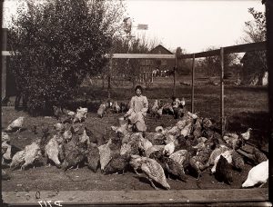 Solomon D. Butcher, Mrs. Neidacorn feeding her chickens, Buffalo County, Nebraska 1903, black & white photograph (from glass plate negative in the Nebraska State Historical Society Collection) c. 1982-1984