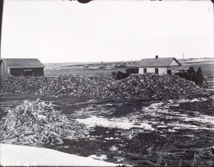 Solomon D. Butcher, Farmer’s corn, north of Cozad, Nebraska, black & white photograph (from glass plate negative in the Nebraska State Historical Society Collection)m c. 1982-1984