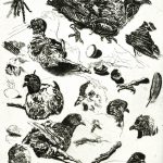 Robert Weaver, Study of a Crippled Pigeon, etching (artist’s proof), 1971