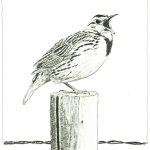 Robert Weaver, Untitled (meadowlark on post), pencil, 1986