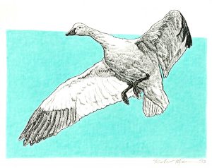 Robert Weaver, Untitled (goose), watercolor, ink, 1983