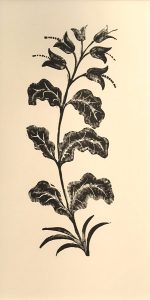 Leonard Thiessen, Untitled (flower stem), engraving, linoleum block (proof), n.d.