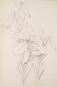 Freda Spaulding, Flowers (lilies), graphite, n.d.