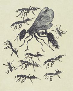 Rudy Pozzatti, Darwin’s Bestiary - Ants, artist's book: lithograph (79/191), 1985-1986