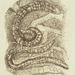 Rudy Pozzatti, Darwin’s Bestiary - Worm, artist's book: lithograph (79/191), 1985-1986
