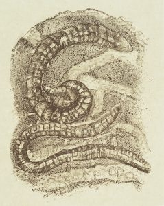 Rudy Pozzatti, Darwin’s Bestiary - Worm, artist's book: lithograph (79/191), 1985-1986