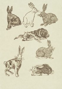 Rudy Pozzatti, Darwin’s Bestiary - Rabbits, artist's book: lithograph (79/191),1985-1986