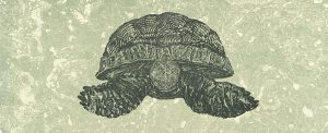 Rudy Pozzatti, Darwin’s Bestiary - Tortoise, artist's book: lithograph (79/191),1985-1986
