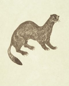 Rudy Pozzatti, Darwin’s Bestiary - Black-Footed Ferret, artist's book: lithograph (79/191), 1985-1986