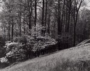 Wright Morris, Dogwood, Near Valley Forge, Pennsylvania, 1954, silver print, 1975