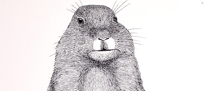 Paul Johnsgard, Black-Tailed Prairie Dog, obese adult prior to winter - the stored fat is used to help survive winter, ink on paper, 2004