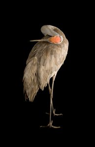 Joel Sartore, Sandhill Crane III (Grus Canadensis), color photograph, 2007, 54¼ × 40¼"