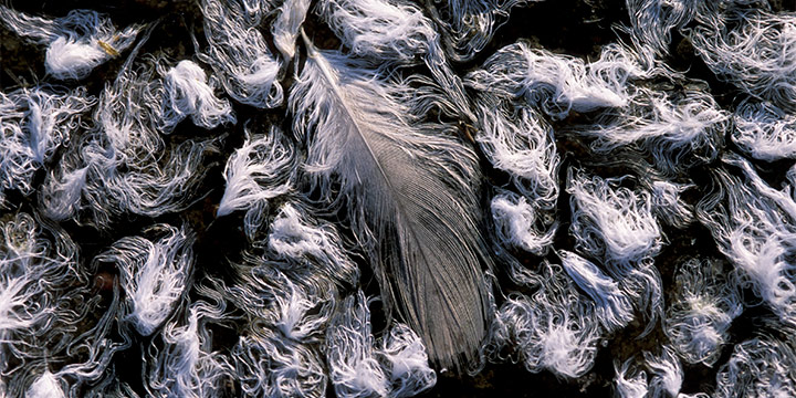 Joel Sartore, Sandhill Crane Feathers along the Platte River I, color photograph, 2005, 26¼ × 35¼"