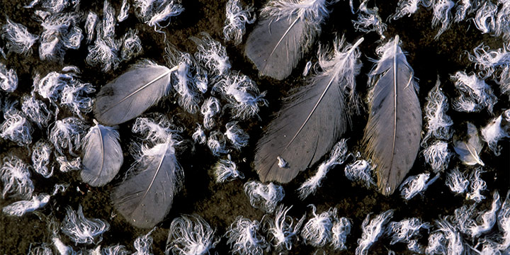 Joel Sartore, Sandhill Crane Feathers along the Platte River II, color photograph, 2005, 26¼ × 35¼"