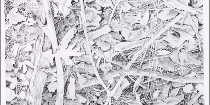 Deborah J. Murphy, Ground Clutter IV, graphite, 2014, 27 × 22"
