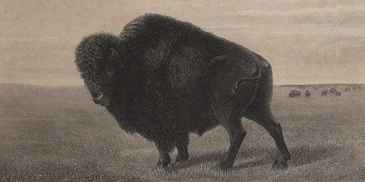 W. J. Hayes, Buffalo on Guard steel engraving, n.d., 10 3/4 x 12 3/4